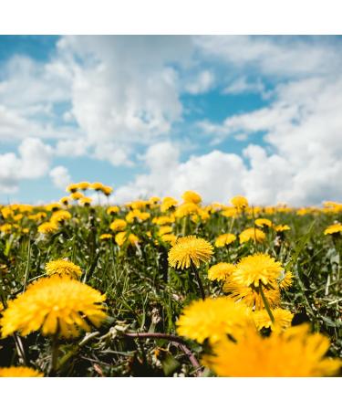  IDDA Herbal IDDA Herbal Dandelion Herbal Tea 250 g Dried and Cut Leaves for Infusions Dandelion Herbal Tea - Buy Online on GoSupps.com