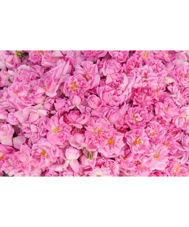 Sz Essentials Rose Absolute Essential Oil - 0.17 Fl. Oz. | Pure Rose Petal Distilled Oil - Buy Online on GoSupps.com