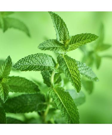 Petal Fresh Pure Volumizing Conditioner - Rosemary & Mint 16 fl oz | Natural Hair Care - Buy Online on GoSupps.com