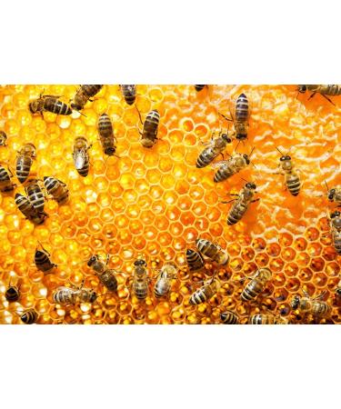 Green Oak Honey. Pure bee honey. 100% natural bee honey. Artisanal product of clean harvest. Intense aroma. Pure oak honey from Spain. Honey with high iron and magnesium content. - Buy Online on GoSupps.com