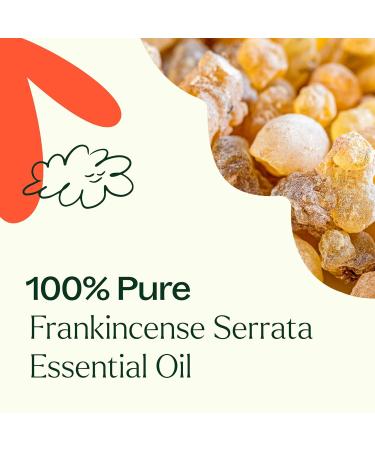 Plant Therapy Frankincense Serrata Essential Oils 100% Pure Undiluted Natural Aromatherapy Frankincense Oil for Diffuser Skin Massage & Joint Health Therapeutic Grade 10 mL (1/3 oz) Frankincense Serrata 0.33 Fl Oz (P  - Buy Online on GoSupps.com