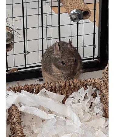 Sleepy Degu Bedding (60g) - Premium Comfort for Your Pet Degu - Buy Online on GoSupps.com