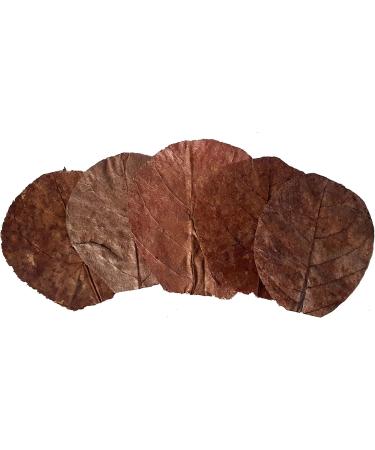 Garnelen4you Sea Almond Leaves - 100 Premium 6-9 cm for Shrimp Fish Crabs Snails | Climate-Neutral Packaging | Long-Term Feed & Water Treatment - Buy Online on GoSupps.com