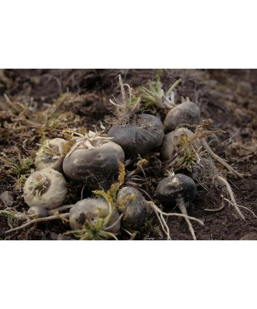 Black Maca Root Powder Gelatinized Organic Certified 250g from Peru Men Support Although for Stamina it Benefits Both Women and Men. by SelvaBio. - Buy Online on GoSupps.com