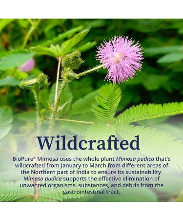 BioPure Mimosa Pudica Powder - 4oz | Organic Wildcrafted Formula for Gut Health & Microbiome Balance - Buy Online on GoSupps.com