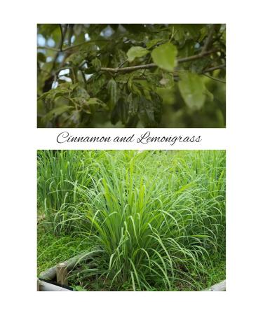 Plantsville HEALTH Organic Philippine Cinnamon & Lemongrass Sleep Aromatic Water to sleep better 100 ml (3.38 US fl oz) x 2 bottles packed in Filipino Tampipi or box with abaca & hablon gift ribbon. - Buy Online on GoSupps.com