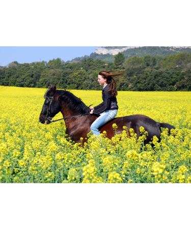 Equine Synergy High Potency Spirulina 500g For Horses and Ponies -100% Pure with Over 2000 Vitamins Minerals and Nutrients to Enhance Health and Bolster the Immune System - Buy Online on GoSupps.com