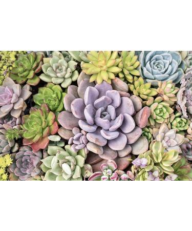 Altman Plants 20 Pack Assorted Live Succulent Plants in Cacti and Succulent Soil Mix - Buy Online on GoSupps.com