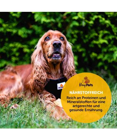 Hey Pets Beef Head for Dogs - 500g Natural Cereal-Free Chews | Ideal for Tooth Cleaning | 14cm Pieces | 100% Natural & Untreated - Buy Online on GoSupps.com