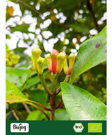 Biojoy Organic clove (250 g) dried and whole clove spice (Syzygium aromaticum) - Buy Online on GoSupps.com