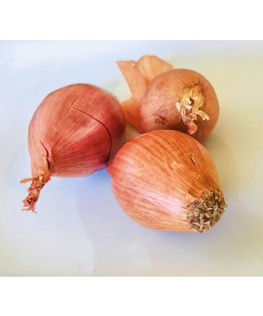 Jumbo Size Kejora Shallots Bulbs - 1/2 lb (4-6 bulbs) | USA Grown - Non-Planting - Buy Online on GoSupps.com