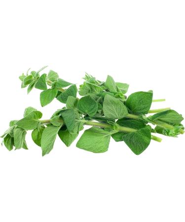 Oregano - Oregano Seeds - Reduced Oregano Seeds - Premium Quality from Greece - 450g Polyethylene Bucket - Buy Online on GoSupps.com