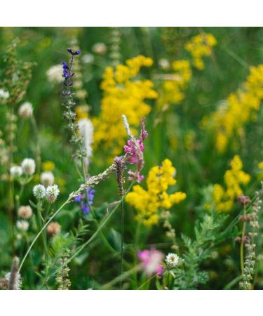 EARTHBREATH Raw Honey with Rowan Berries - 400g - Natural Fresh Berries - Unheated Unfiltered Untreated Unpasteurized - No Artificial Additives Sugar or Preservatives - Buy Online on GoSupps.com