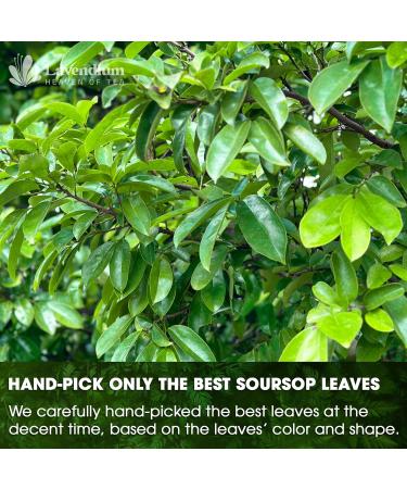 Lavendium 120+ Premium Soursop Graviola Dried Leaves 120-140 Natural Leaves Whole Soursop Leaves Wildcrafted Graviola Soursop Hoja Guanabana Soursop Loose Leaf Herbal Tea No Gluten Vegan Soursop Leaves 120 Bags - Buy Online on GoSupps.com