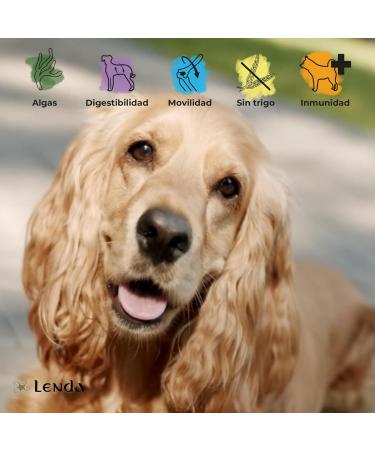 Lenda Salmon 2 kg - Complete natural food for young and adult dogs of all breeds - Buy Online on GoSupps.com