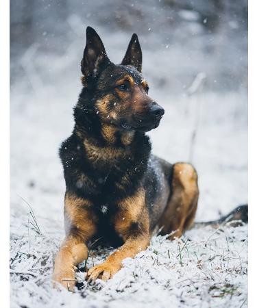 ShengKou Natural Flea & Tick Collar for Large Dogs - 2 Pack with Essential Oils - Buy Online on GoSupps.com