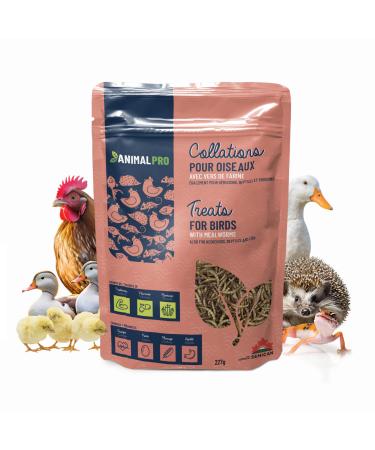 AnimalPro Mealworms 227 g - 0 5 LB Approx 9000 mealworms