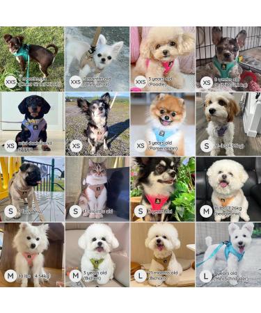 Bella & Pal Dog Harness for Small Dogs | Reflective & Breathable Step-In Harness with Leash | Anti-Train Air Mesh | Puppy & Cat Dishes | XXS Peach (28-30cm) - Buy Online on GoSupps.com