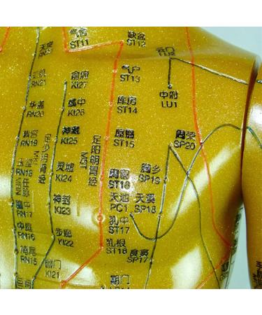 Professional Acupuncture Male Model - Human Body Meridian Model Bodybuilding Type Human Acupoint Model with Meridian Points - 100CM/39.37 Inch - Buy Online on GoSupps.com