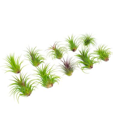 10 Ionantha Tillandsia Air Plants 2-3.5 Inches | Live Tropical House Plants for Home Decor & Terrariums - Buy Online on GoSupps.com