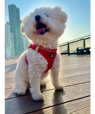 Bella & Pal Dog Harness for Small Dogs - Step-in Air Mesh Leash & Reflective Breathable Breastwear - Ideal for Puppies & Cats - Size S (35-40cm) - Stylish Red - Buy Online on GoSupps.com