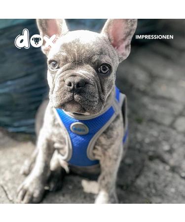 DDOXX Reflecting Airmesh Step-in Dog Harness - Adjustable Blue Harness for All Sizes - S (20-28 cm Neck 32-44 cm Breast) - Buy Online on GoSupps.com