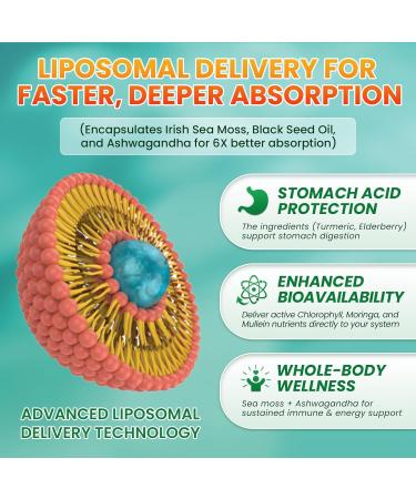 3Pack Sea Moss Drops - Irish Sea Moss Chlorophyll Liquid with Black Seed Oil Ashwagandha Moringa Turmeric Elderberry Mullein Seamoss Gel Supplement for Liver Cleaner Detox & Gut Immune Support Chlorophyll 1 Fl Oz (P  - Buy Online on GoSupps.com