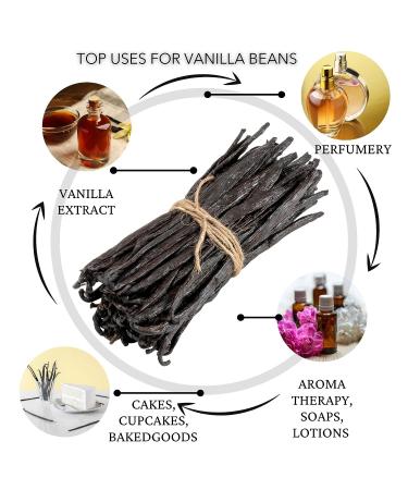 Slofoodgroup Gourmet Vanilla Beans - Grade A Uganda Bourbon Vanilla - Ideal for Cooking, Baking, and Extracts - 10 Count Pack - Buy Online on GoSupps.com