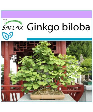 SAFLAX - Ginkgo - 4 seeds - Ginkgo biloba