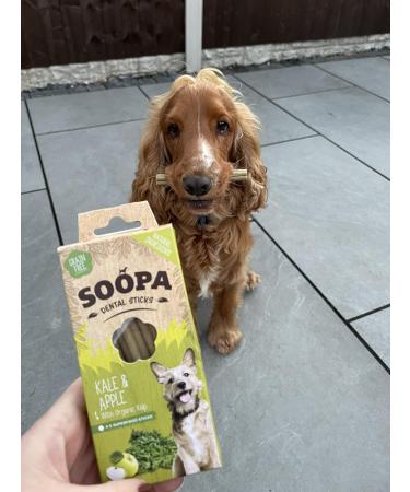Soopa Kale and Apple Dental Dog Treats Vegan Grain Free Made in Ireland 4 Sticks Kale and Apple 1 Pack (4 Sticks) - Buy Online on GoSupps.com