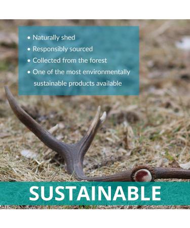 Antlers for Dogs Ideal for Medium Dogs Sustainable Naturally Shed Deer Antlers for Dogs Dog Toys Dog Treats Dog Antler Reindeer Antlers for Dogs Natural Dog Chews Dog Chew Toys M (Pack of 1) - Buy Online on GoSupps.com