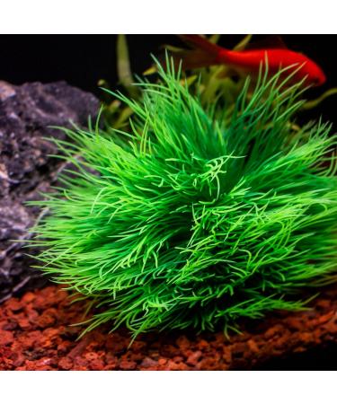 TAOMYPETS Plastic Aquarium Plants - Coral Reef Ornaments for Fish Tanks | Green Aquarium Decor for Vibrant Aquatic Life - Buy Online on GoSupps.com