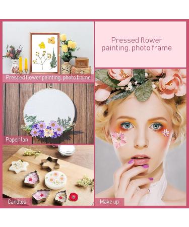Nuanchu Real Dried Pressed Flowers - 200 Pieces for Resin Mold, Scrapbooking, DIY Crafts - Daisy, Leaves for Jewelry, Candle Making - Buy Online on GoSupps.com