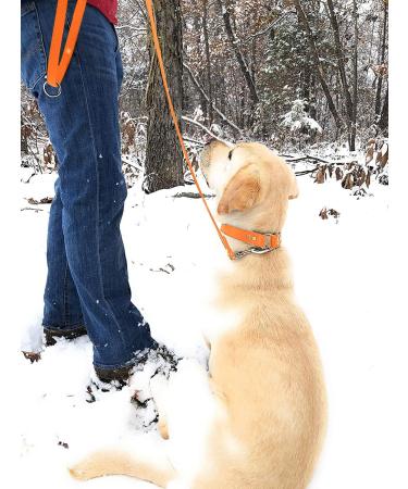 Regal Dog Products Waterproof Dog Collar & Leash Set (1.5m) - Perfect for Small Medium & Large Dogs - Durable Orange Design - Buy Online on GoSupps.com
