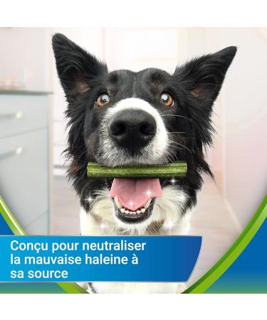 PURINA DENTALIFE ACTIVFRESH LARGE | Treats for Large Dogs | 4 Chew Sticks | Spirulina and Honey | Pack of 1 | 115 g - Buy Online on GoSupps.com