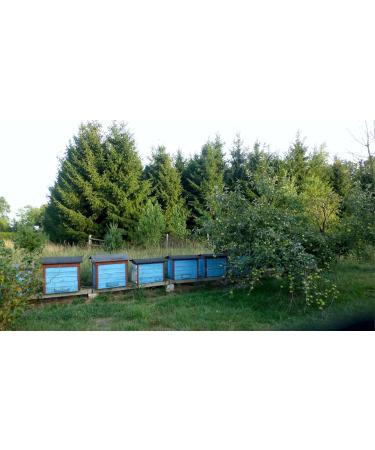 Buy Raw Honeydew - 11kg | Unfiltered & Healthy Pure Honey | King of Honey | No Additives Made by Bees - Buy Online on GoSupps.com