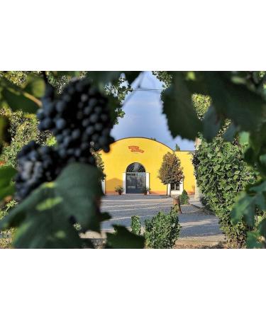  Felce Azzurra Monari Federzoni Balsamic Vinegar of Modena PGI Round Taste Spray Vinegar of Modena PGI Glass Bottle 250 ml + 1 x Free Felce Azzurra Talc Sachet 100 g Bag - Buy Online on GoSupps.com