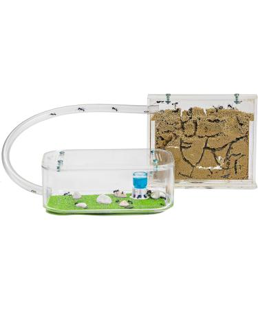 AntHouse - Natural Sand Anthill | Basic Kit (Sandwich + Drilling Box) | Ants Included - Buy Online on GoSupps.com