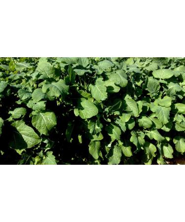 Portal Cool 900 300900 Ethiopian MustardBrassica carinataOilseed Seeds