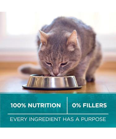 Purina ONE True Instinct Grain Free Dry Cat Food High Protein Chicken - 6.53 kg Bag 6.53 kg (Pack of 1) - Buy Online on GoSupps.com