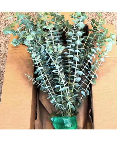 Real Fresh Eucalyptus Large Shower Bundle - 100% Natural Handpicked Leaves for Aromatherapy | Stress-Relieving Indoor Plant Decor - Buy Online on GoSupps.com
