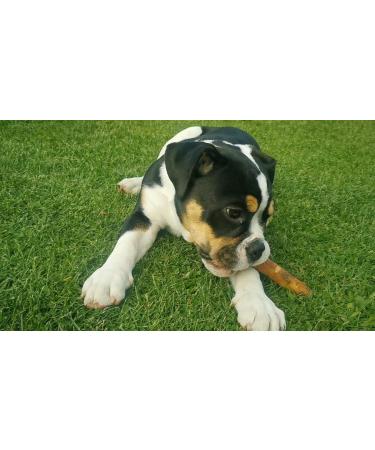 Wildfang Olive Wood Chewing Root for Dogs - Dental Care Chew Toy for Puppies up to 15kg - 3 Pack Size S - Buy Online on GoSupps.com
