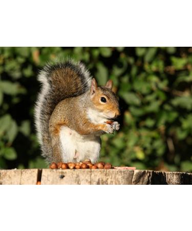 AgnesGP Hazelnuts In Shells for Wild Birds and Squirrels (5Kg Sack Included) - Nutrient-Rich Snack for Your Backyard Friends - Buy Online on GoSupps.com
