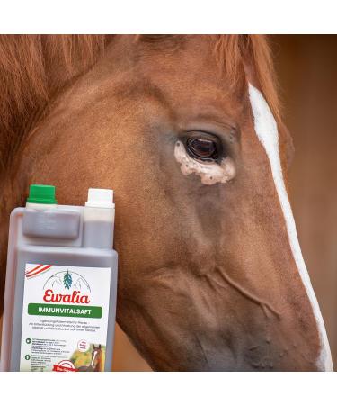 Ewalia Immune Juice Fortifying Food Supplement for Horses Promotes General Well-being Natural Support for Vitality and Resilience 100% Pure Natural 6 x 1 L - Buy Online on GoSupps.com