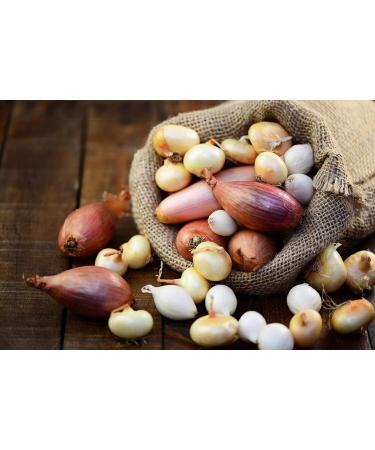 Buy Taldi Borettane Onions in Balsamic Vinegar - 300g Glass Jar | Authentic Italian Delicatessen - Buy Online on GoSupps.com