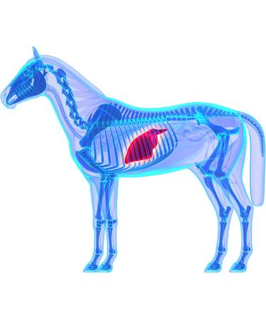 100% Pure Stone-ground Milk Thistle for Horses 1kg - Equine Detoxification immune support and liver health - Buy Online on GoSupps.com