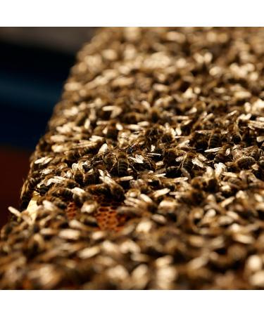 Earthbreath Raw Honey with Strawberries - 250g - Jams with Multiple Flavours - Sea Buckthorn - Ginger - Rowanberries - BlackCurrant - Cranberries - Lingonberries - No Additives Sugar-Free - Buy Online on GoSupps.com