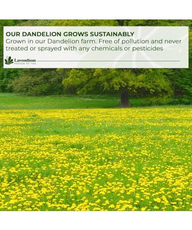 Lavendium Premium 30 Dandelion Root Tea Bags 100% Natural & Pure from Dandelion Root Eco-Conscious Tea Bags Dandelion Root Herbal Tea. No Sugar No Caffeine No Gluten Vegan. - Buy Online on GoSupps.com