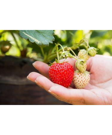 Buy Ponthier Camarossa Strawberry Puree 4x1kg - Premium Quality for Smoothies Sorbets & More - International Shipping Available - Buy Online on GoSupps.com