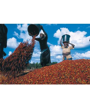 JA.BL.MO 1kg All The Magic of South American and Jamaica Blue Mountain Flavor - Buy Online on GoSupps.com